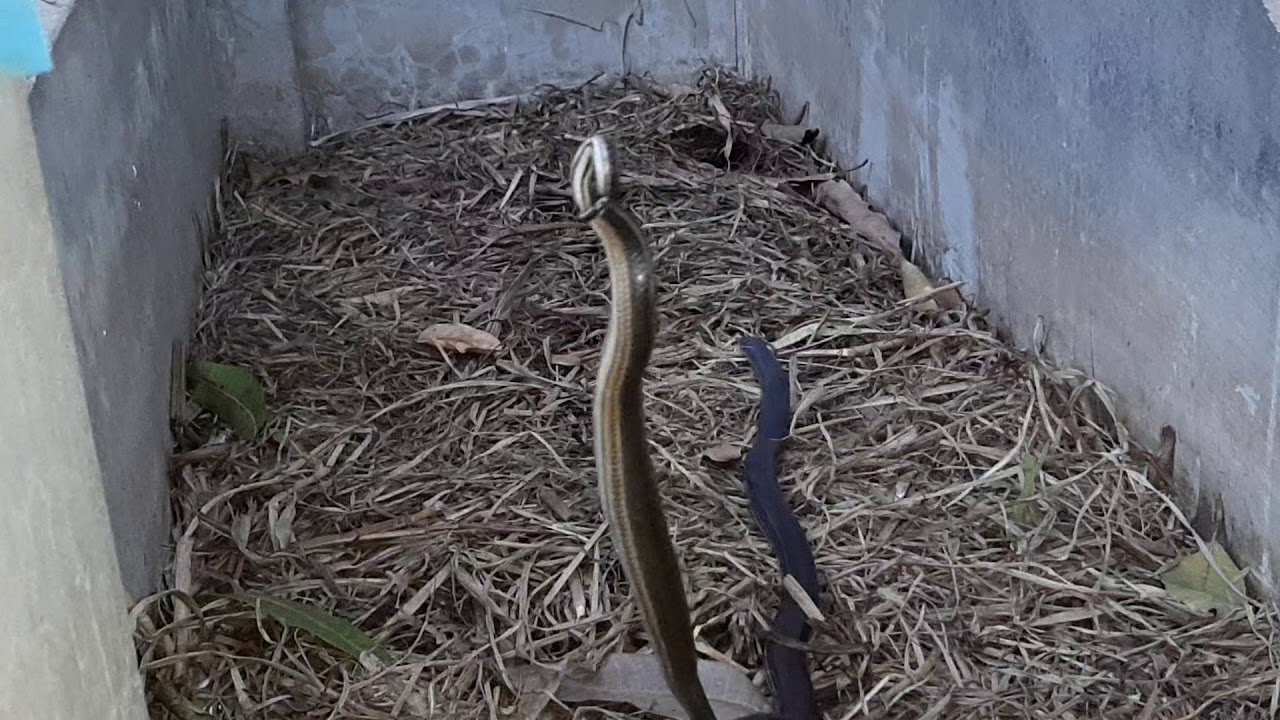 c&acirc;u được rắn